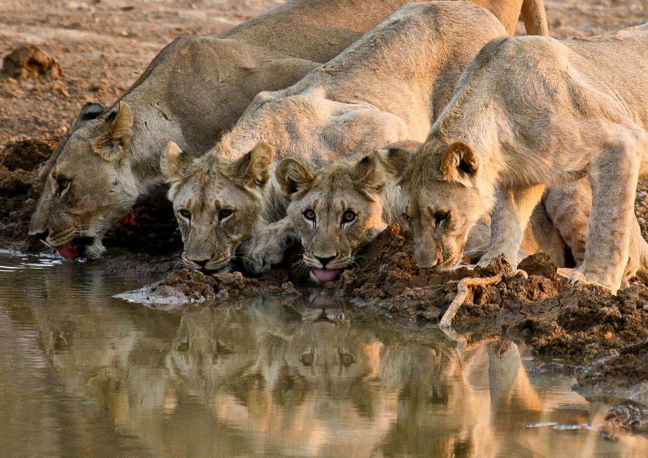 Pilanesberg Private Lodge Zewnętrze zdjęcie