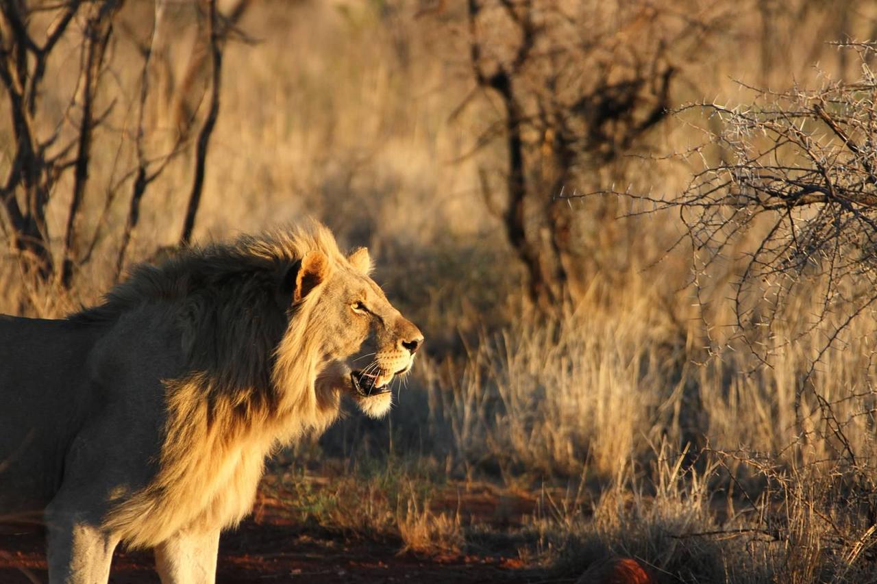 Pilanesberg Private Lodge Zewnętrze zdjęcie